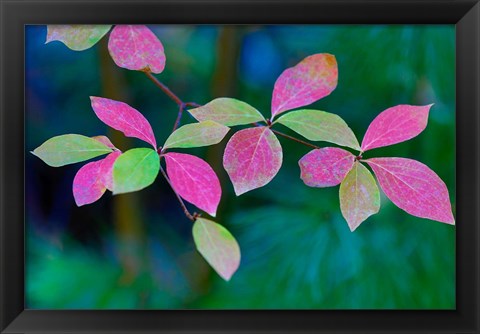 Framed Wild Dogwood Leaves In Autumn Print