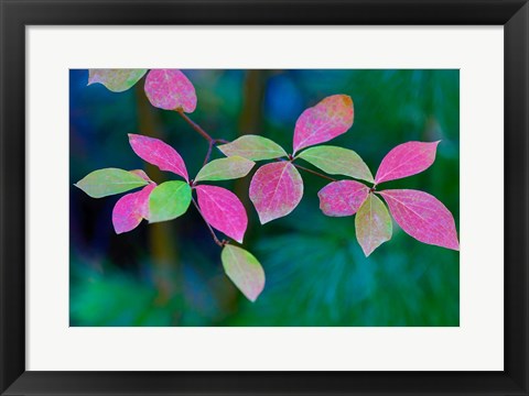 Framed Wild Dogwood Leaves In Autumn Print