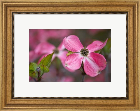 Framed Close-Up Of A Pink Dogwood Blossom Print
