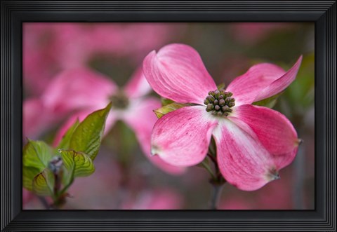 Framed Close-Up Of A Pink Dogwood Blossom Print
