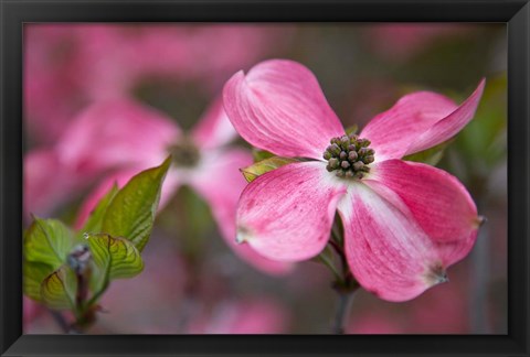 Framed Close-Up Of A Pink Dogwood Blossom Print