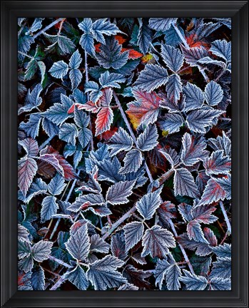 Framed Frost On A Wild Blackberry Bush Print