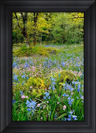 Framed Wildflowers In Camassia Natural Area, Oregon Print