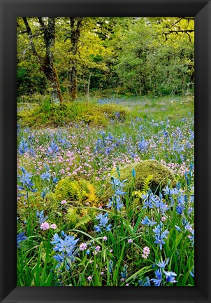 Framed Wildflowers In Camassia Natural Area, Oregon Print