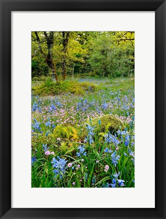 Framed Wildflowers In Camassia Natural Area, Oregon Print