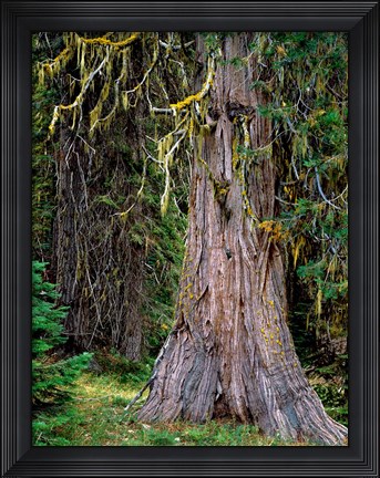 Framed Incense Cedar Tree, Oregon Print