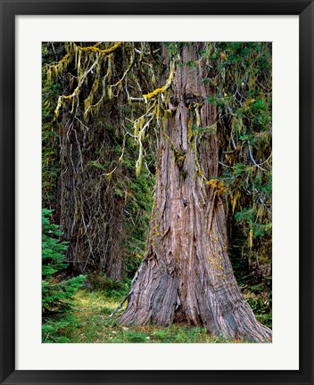 Framed Incense Cedar Tree, Oregon Print