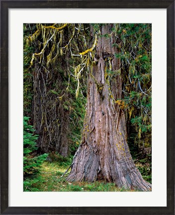 Framed Incense Cedar Tree, Oregon Print