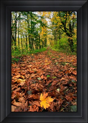 Framed Trail Covered In Maples Leaves, Oregon Print