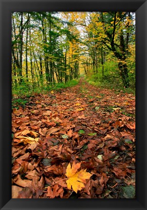 Framed Trail Covered In Maples Leaves, Oregon Print