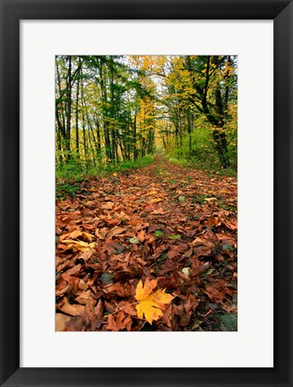 Framed Trail Covered In Maples Leaves, Oregon Print