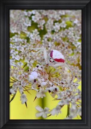 Framed Crab Spider On Wild Carrot Bloom Print