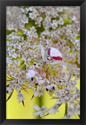 Framed Crab Spider On Wild Carrot Bloom Print