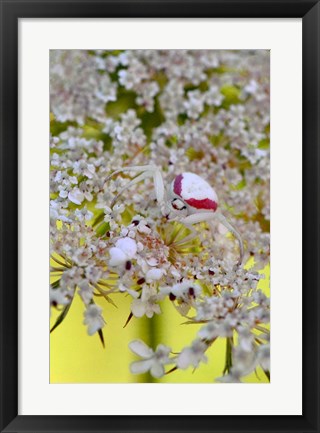 Framed Crab Spider On Wild Carrot Bloom Print