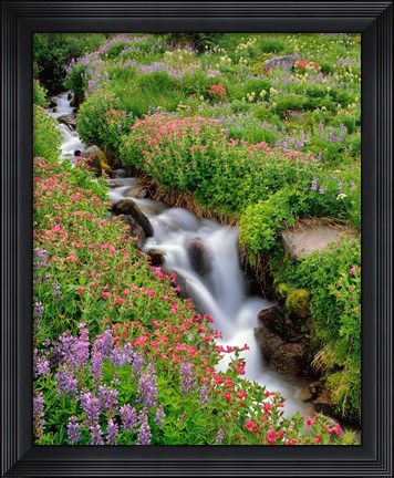 Framed Monkey-Flowers And Lupine Along Elk Cove Creek, Oregon Print