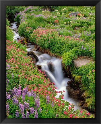 Framed Monkey-Flowers And Lupine Along Elk Cove Creek, Oregon Print