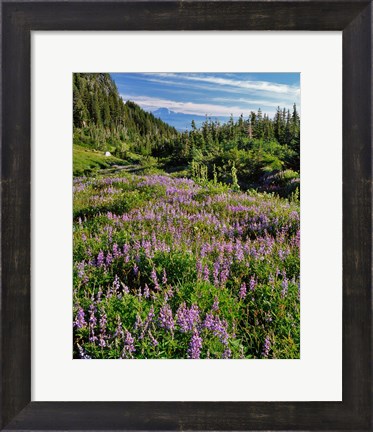 Framed Lupine In Elk Cove, Oregon Print
