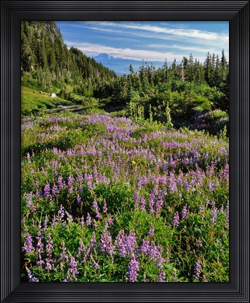 Framed Lupine In Elk Cove, Oregon Print