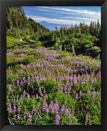 Framed Lupine In Elk Cove, Oregon Print