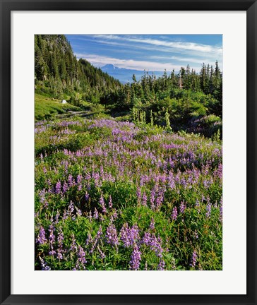 Framed Lupine In Elk Cove, Oregon Print