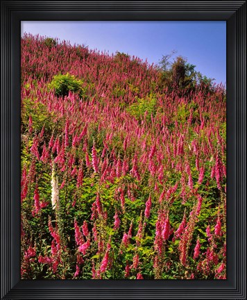 Framed Hillside Of Foxglove In Clatsop County, Oregon Print