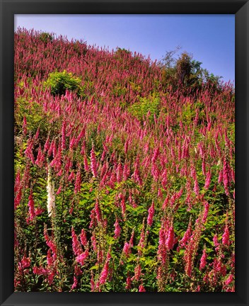 Framed Hillside Of Foxglove In Clatsop County, Oregon Print