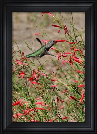 Framed Hummingbird In The Bloom Of A Salvia Flower Print