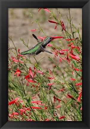 Framed Hummingbird In The Bloom Of A Salvia Flower Print