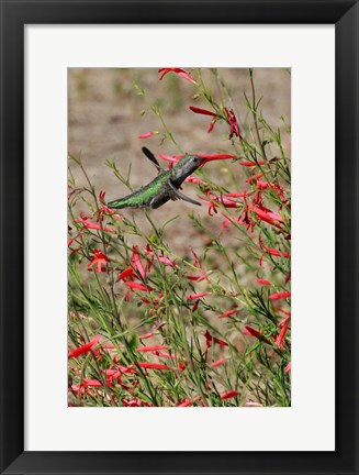 Framed Hummingbird In The Bloom Of A Salvia Flower Print