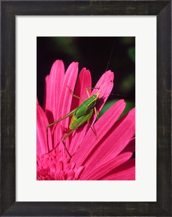 Framed Fork-Tailed Bush Katydid On A Gerbera Flower Print