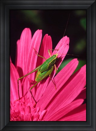Framed Fork-Tailed Bush Katydid On A Gerbera Flower Print