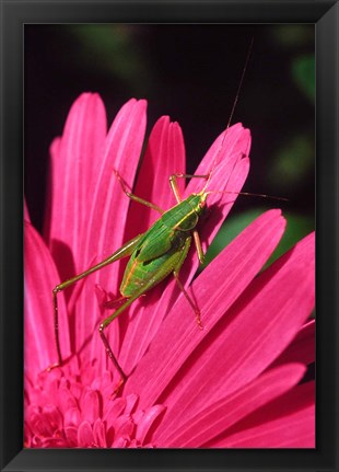 Framed Fork-Tailed Bush Katydid On A Gerbera Flower Print