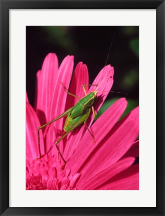 Framed Fork-Tailed Bush Katydid On A Gerbera Flower Print