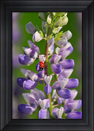 Framed Ladybug On A Lupine Flower Print