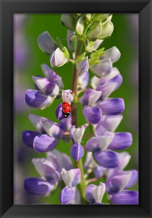 Framed Ladybug On A Lupine Flower Print