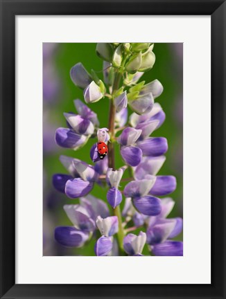 Framed Ladybug On A Lupine Flower Print