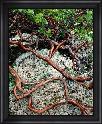 Framed Manzanita Plant Roots On A Bed Of Moss Print