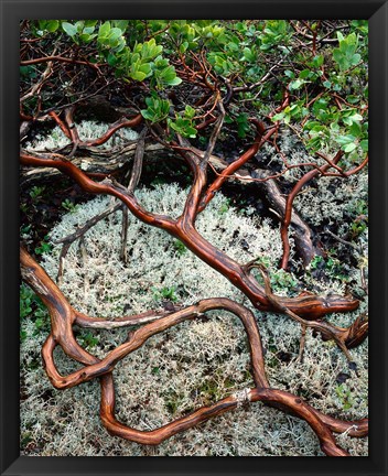 Framed Manzanita Plant Roots On A Bed Of Moss Print