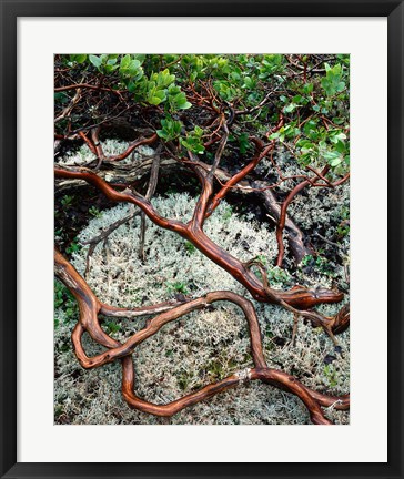 Framed Manzanita Plant Roots On A Bed Of Moss Print