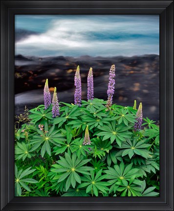 Framed Lupine Next To The Metolius River Print