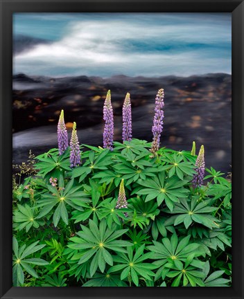 Framed Lupine Next To The Metolius River Print