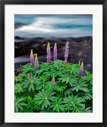 Framed Lupine Next To The Metolius River Print