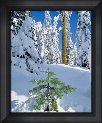 Framed Scenic Of New Snow On Forest, Oregon Print