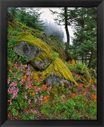 Framed Scenic View Of Mt Hood National Forest, Oregon Print