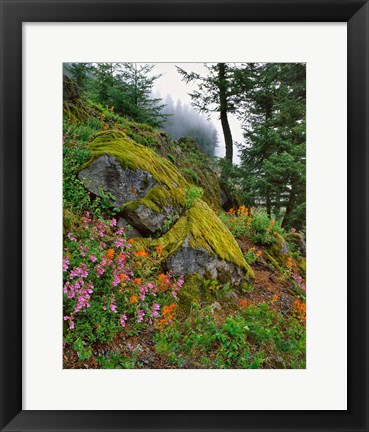 Framed Scenic View Of Mt Hood National Forest, Oregon Print