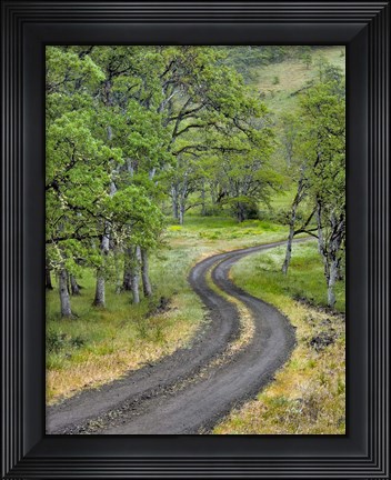 Framed Road Lined With Oak Trees, Oregon Print