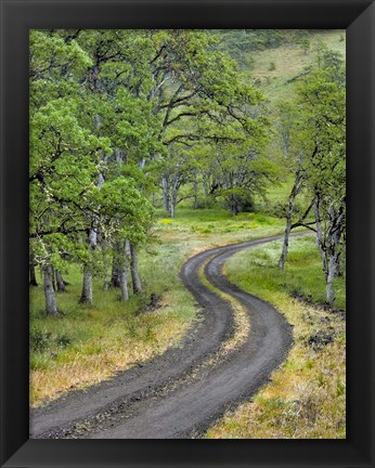 Framed Road Lined With Oak Trees, Oregon Print