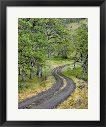 Framed Road Lined With Oak Trees, Oregon Print