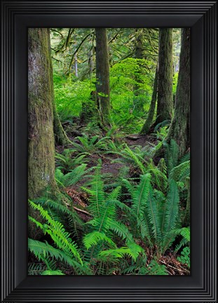 Framed Scenic Forest, Oregon Print