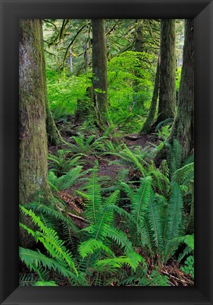 Framed Scenic Forest, Oregon Print